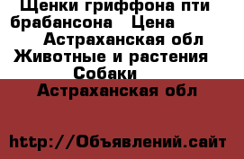 Щенки гриффона пти- брабансона › Цена ­ 20 000 - Астраханская обл. Животные и растения » Собаки   . Астраханская обл.